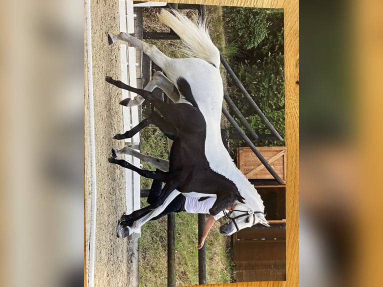 Trakehner Giumenta 2 Anni 166 cm Grigio in Sankt Michael