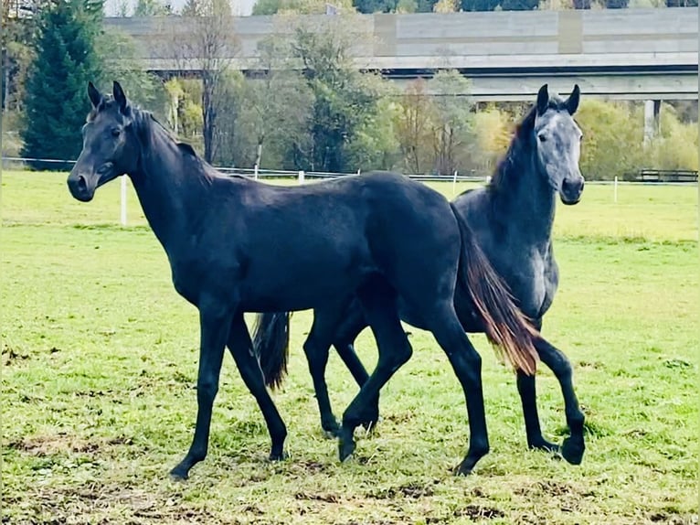 Trakehner Giumenta 2 Anni 166 cm Grigio in Sankt Michael