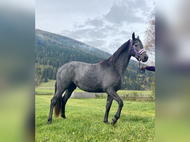 Trakehner Giumenta 2 Anni 166 cm Grigio in Sankt Michael