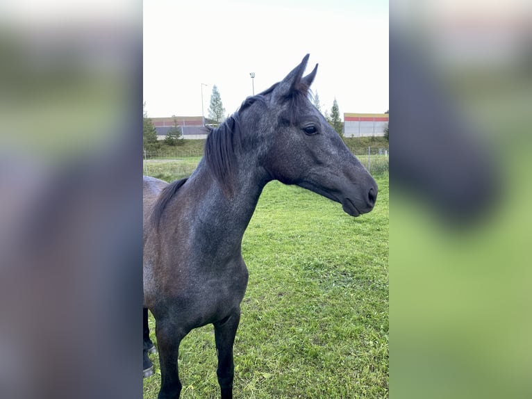 Trakehner Giumenta 2 Anni 166 cm Grigio in Sankt Michael