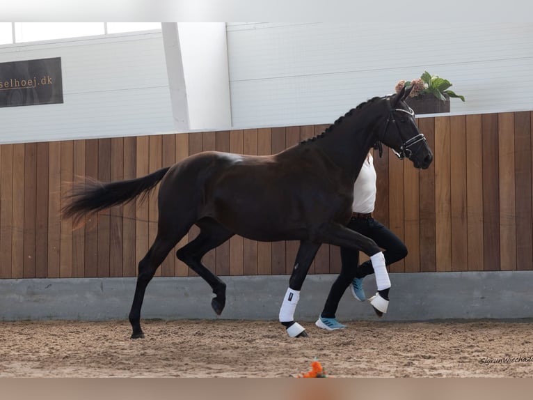 Trakehner Giumenta 2 Anni 167 cm Baio nero in B&#xF8;rkop
