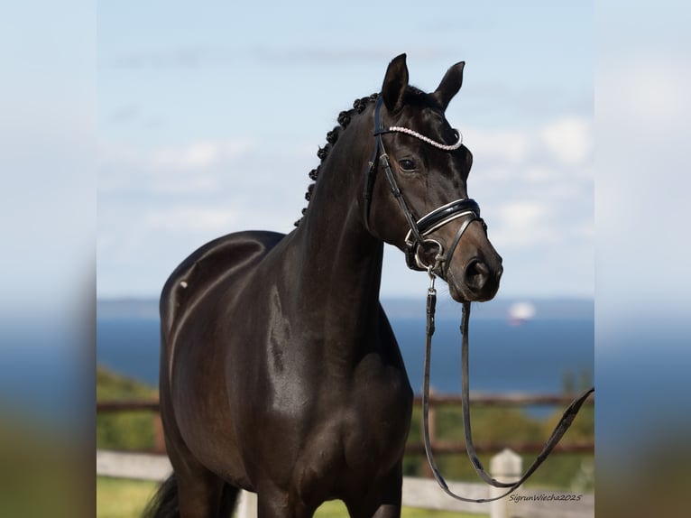 Trakehner Giumenta 2 Anni 167 cm Baio nero in B&#xF8;rkop