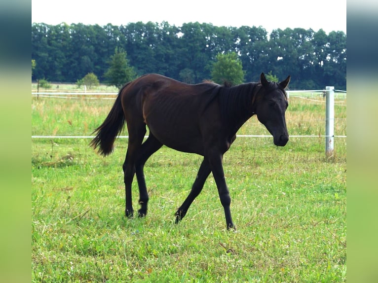 Trakehner Giumenta 2 Anni 167 cm Morello in Sperenberg