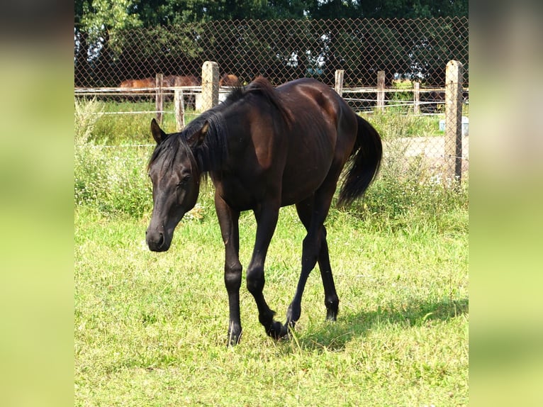 Trakehner Giumenta 2 Anni 167 cm Morello in Sperenberg