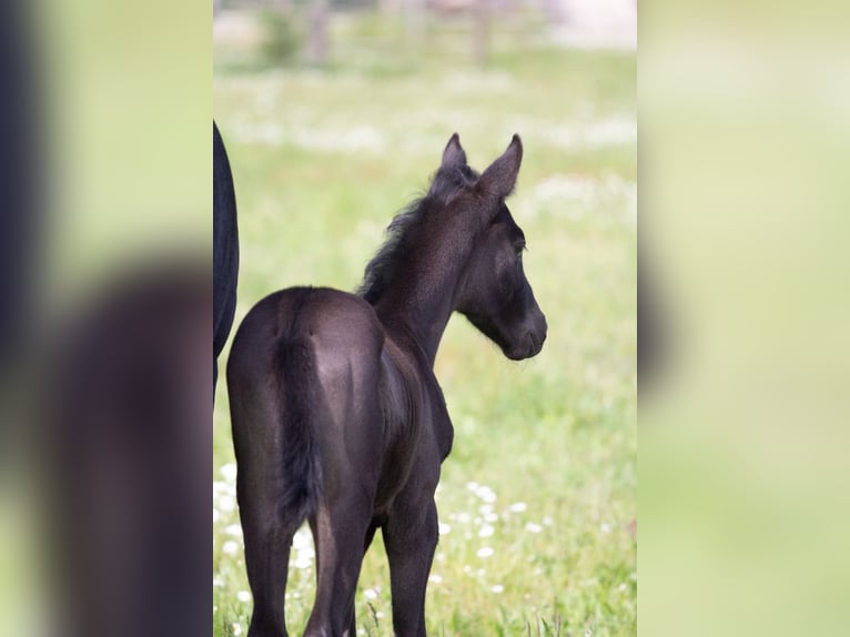 Trakehner Giumenta 2 Anni 167 cm Morello in Sperenberg