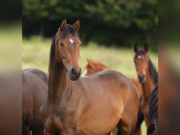 Trakehner Giumenta 2 Anni 168 cm Baio in Nümbrecht