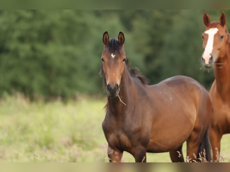 Trakehner Giumenta 2 Anni 168 cm Baio in Nümbrecht