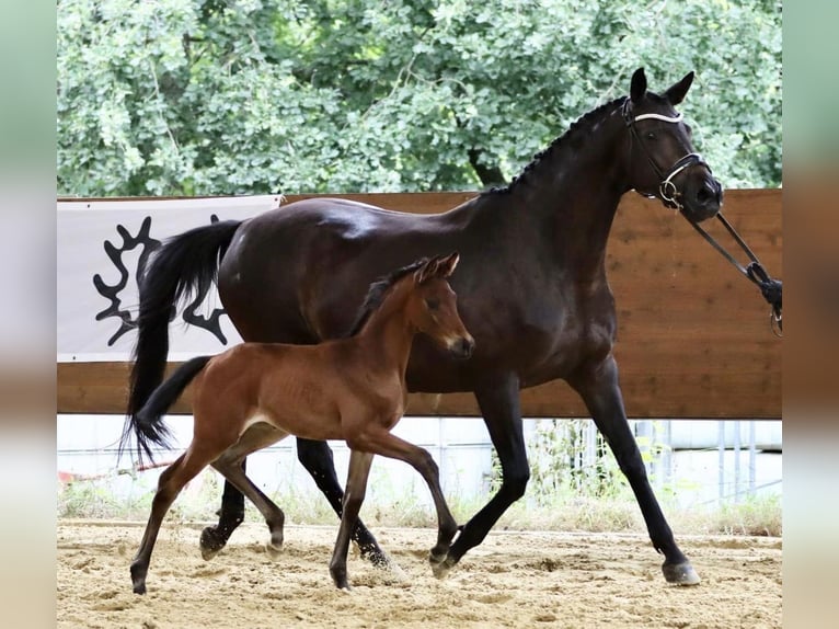 Trakehner Giumenta 2 Anni 168 cm Baio scuro in Nümbrecht