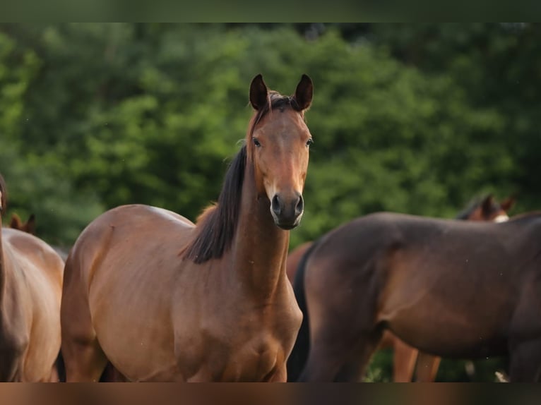 Trakehner Giumenta 2 Anni 168 cm Baio scuro in Nümbrecht