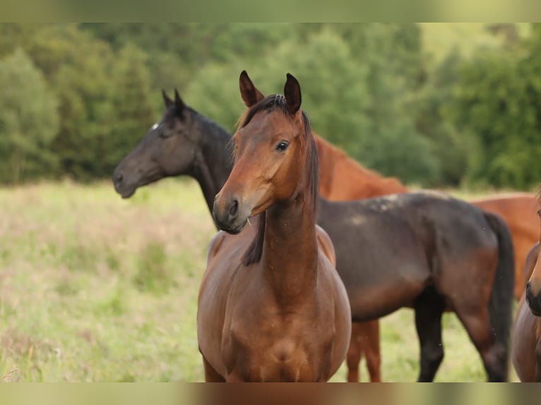 Trakehner Giumenta 2 Anni 168 cm Baio scuro in Nümbrecht