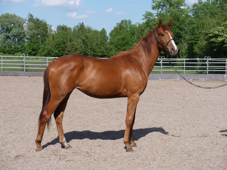 Trakehner Giumenta 2 Anni 168 cm Sauro in G&#xFC;nzburg