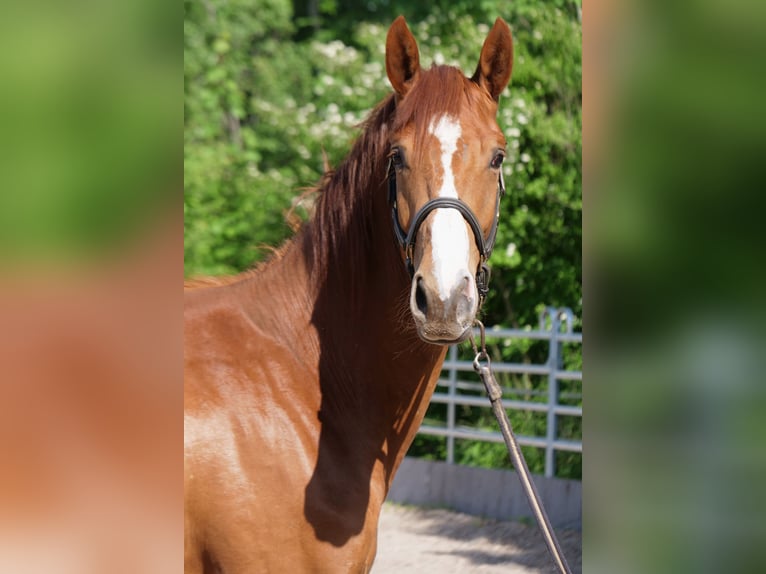 Trakehner Giumenta 2 Anni 168 cm Sauro in G&#xFC;nzburg