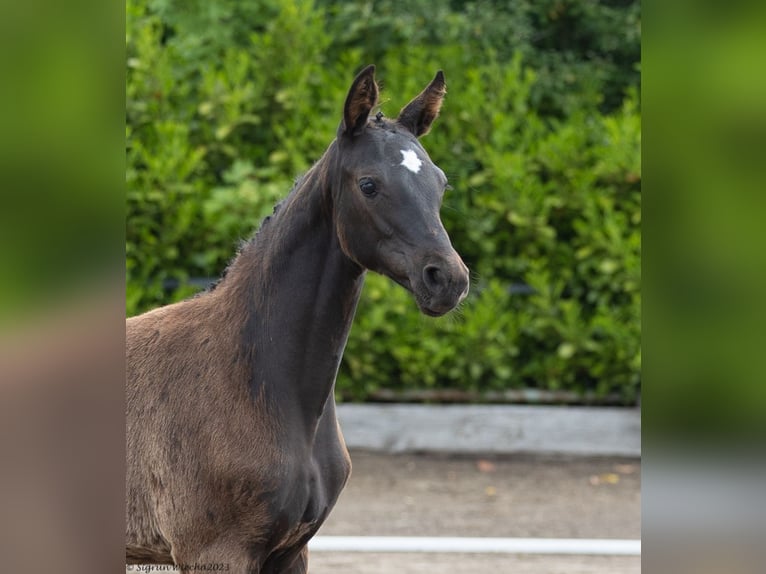 Trakehner Giumenta 2 Anni 170 cm Baio nero in Schinkel