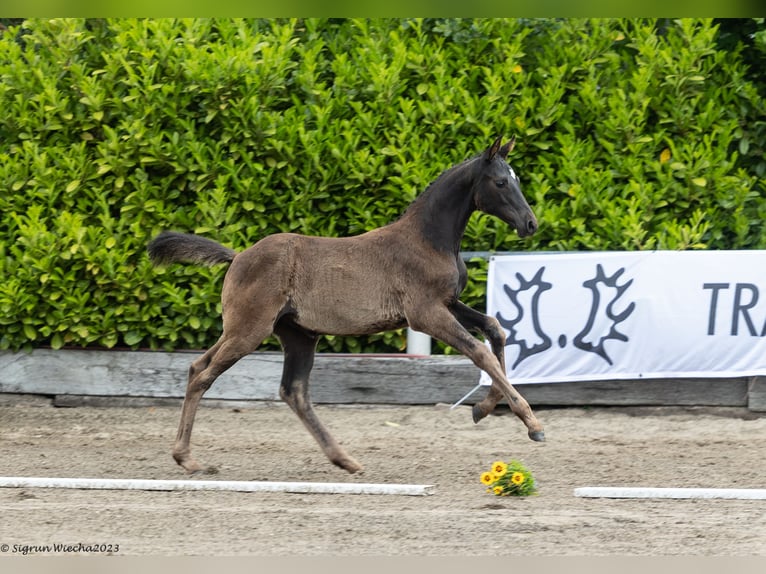 Trakehner Giumenta 2 Anni 170 cm Baio nero in Schinkel