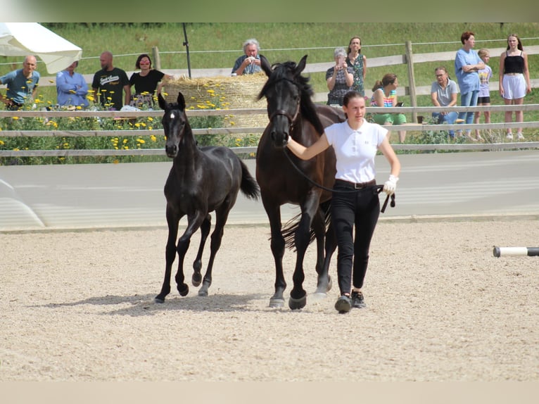 Trakehner Giumenta 2 Anni 170 cm Grigio ferro in Nellingen-Aichen