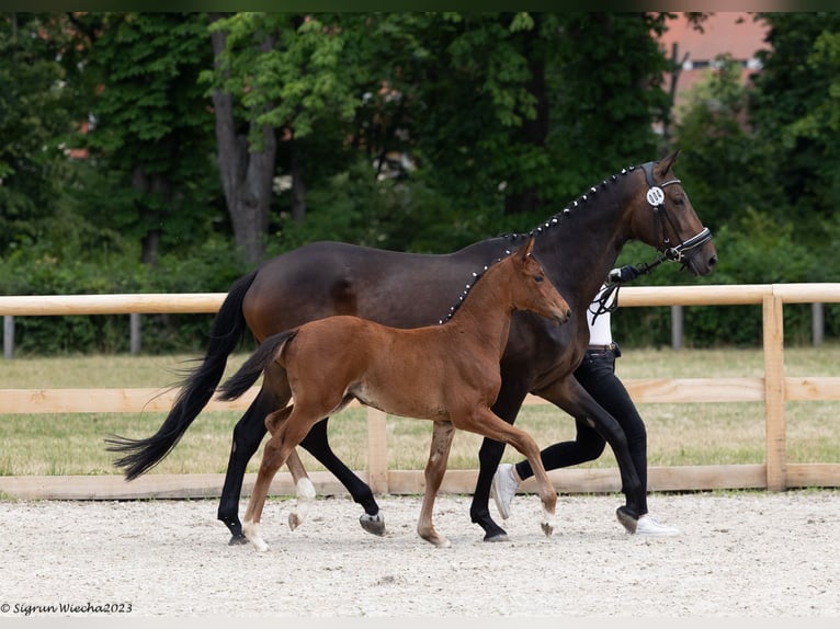 Trakehner Giumenta 2 Anni Baio in Leipzig