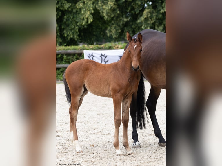 Trakehner Giumenta 2 Anni Baio in Leipzig