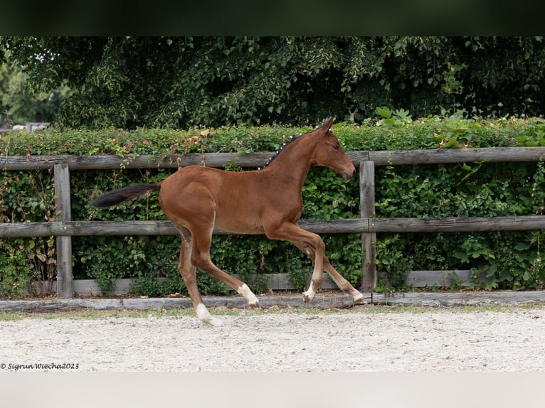 Trakehner Giumenta 2 Anni Baio in Leipzig