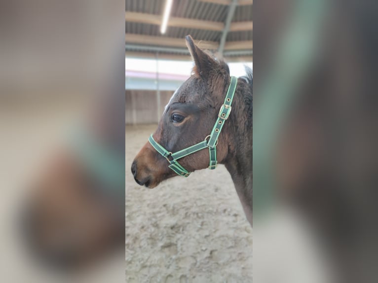 Trakehner Giumenta 2 Anni Baio in Reutlingen