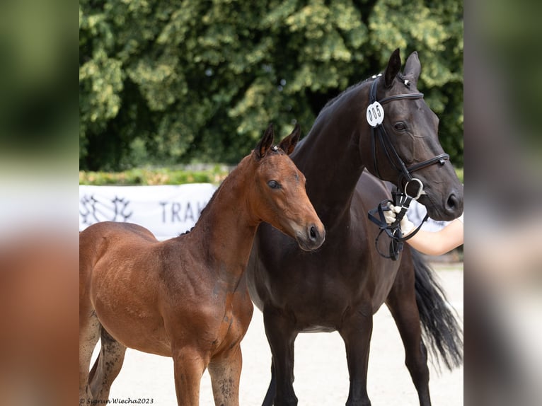 Trakehner Giumenta 2 Anni Baio in Lengenfeld