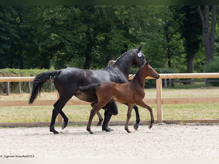 Trakehner Giumenta 2 Anni Baio in Lengenfeld