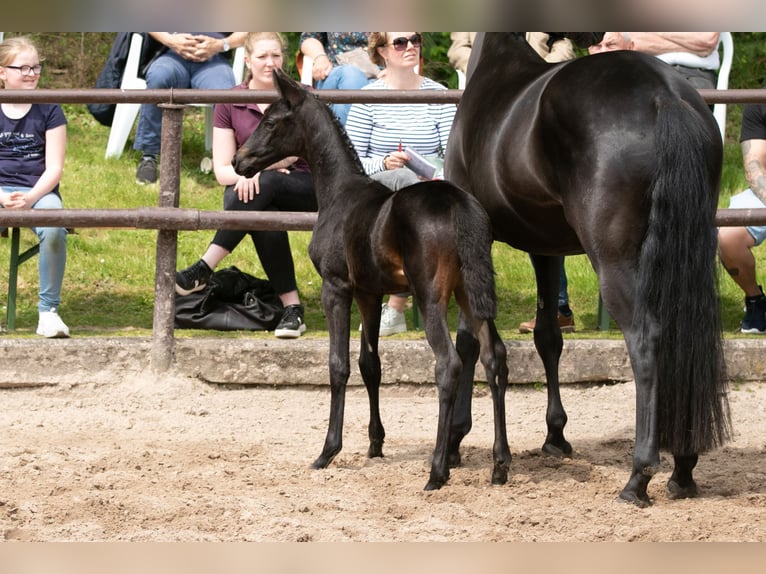 Trakehner Giumenta 2 Anni Baio nero in Extertal