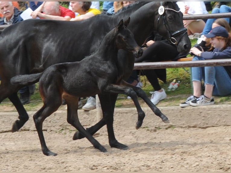 Trakehner Giumenta 2 Anni Baio nero in Extertal