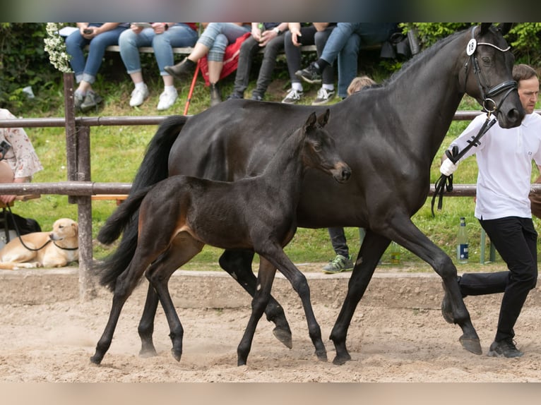 Trakehner Giumenta 2 Anni Baio nero in Extertal