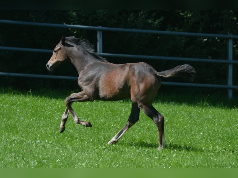 Trakehner Giumenta 2 Anni Baio scuro in Alzenau in Unterfranken