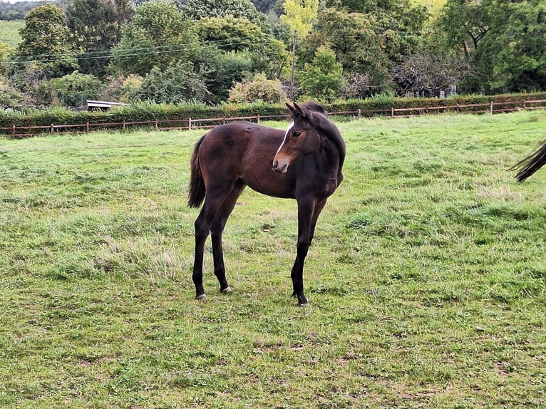 Trakehner Giumenta 2 Anni Baio scuro in Alzenau in Unterfranken