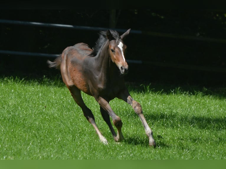 Trakehner Giumenta 2 Anni Baio scuro in Alzenau in Unterfranken