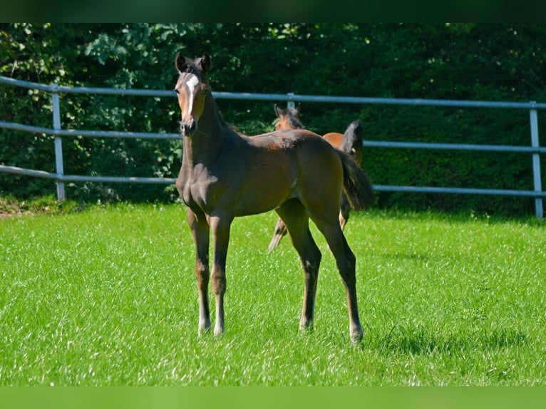 Trakehner Giumenta 2 Anni Baio scuro in Alzenau in Unterfranken