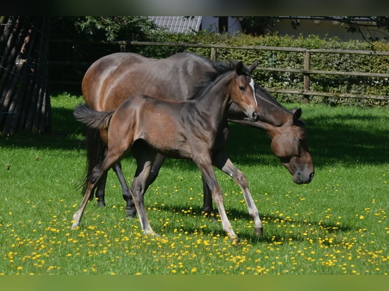 Trakehner Giumenta 2 Anni Baio scuro in Alzenau in Unterfranken