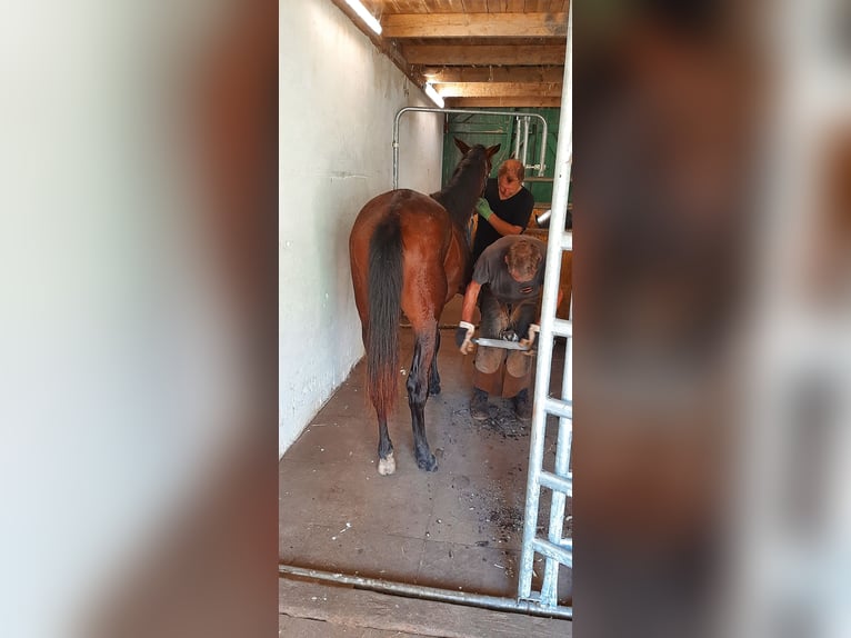 Trakehner Giumenta 2 Anni Baio scuro in Otterndorf