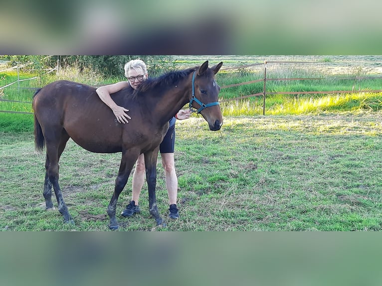 Trakehner Giumenta 2 Anni Baio scuro in Otterndorf