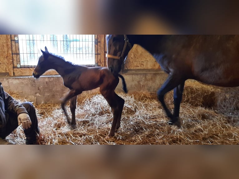 Trakehner Giumenta 2 Anni Baio scuro in Otterndorf