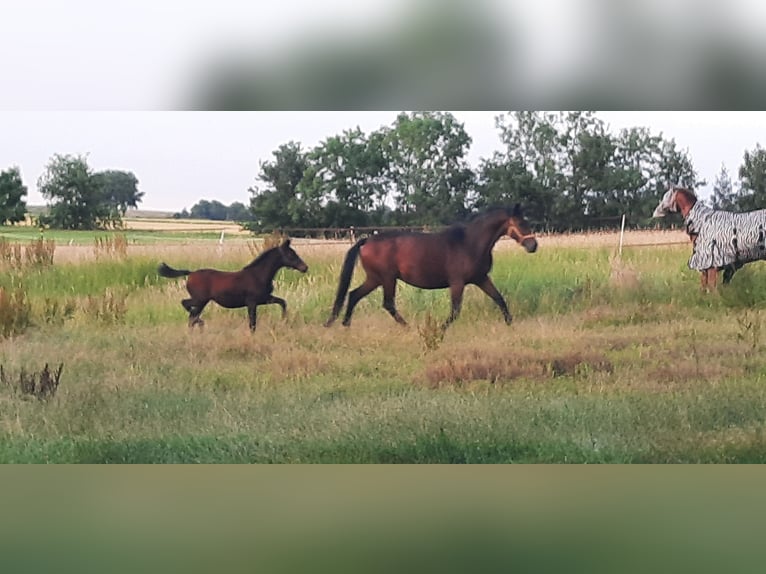 Trakehner Giumenta 2 Anni Baio scuro in Otterndorf