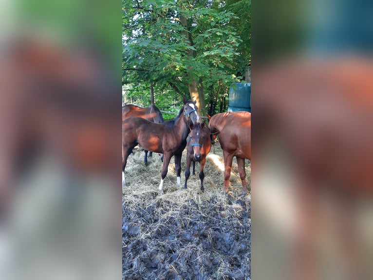 Trakehner Giumenta 2 Anni Baio scuro in Otterndorf