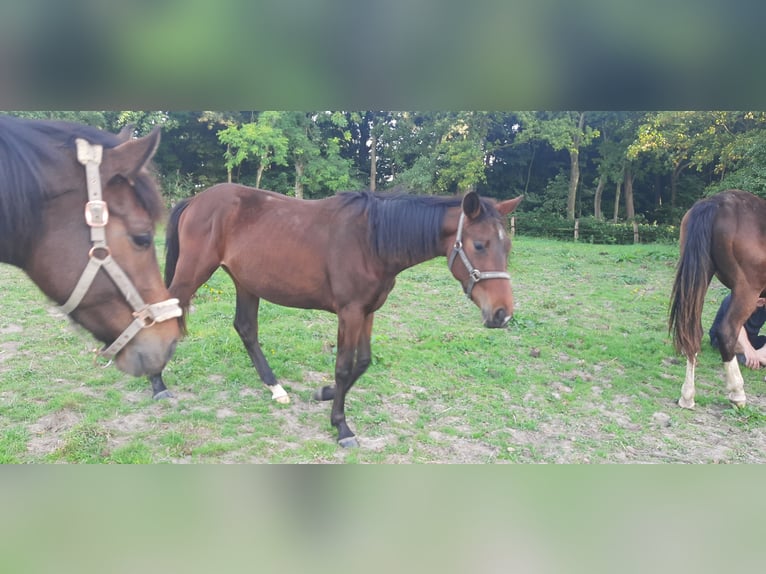 Trakehner Giumenta 2 Anni Baio scuro in Otterndorf