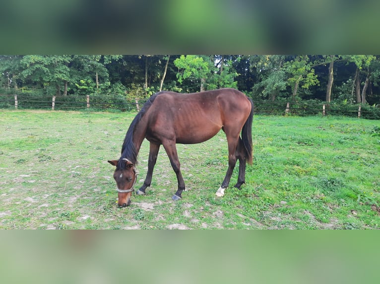 Trakehner Giumenta 2 Anni Baio scuro in Otterndorf