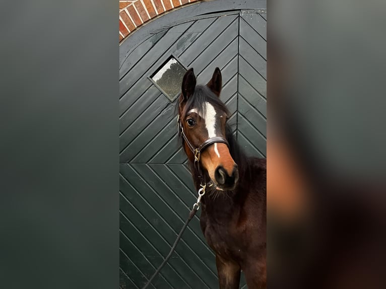 Trakehner Giumenta 2 Anni Baio scuro in Bühren