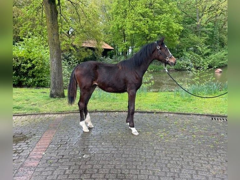 Trakehner Giumenta 2 Anni Baio scuro in Bühren