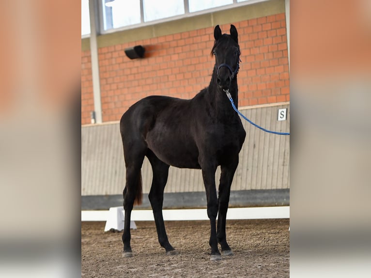 Trakehner Giumenta 2 Anni Morello in Brodersdorf