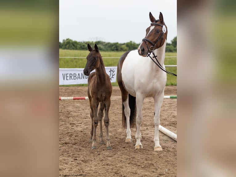 Trakehner Giumenta 2 Anni Morello in Marlow