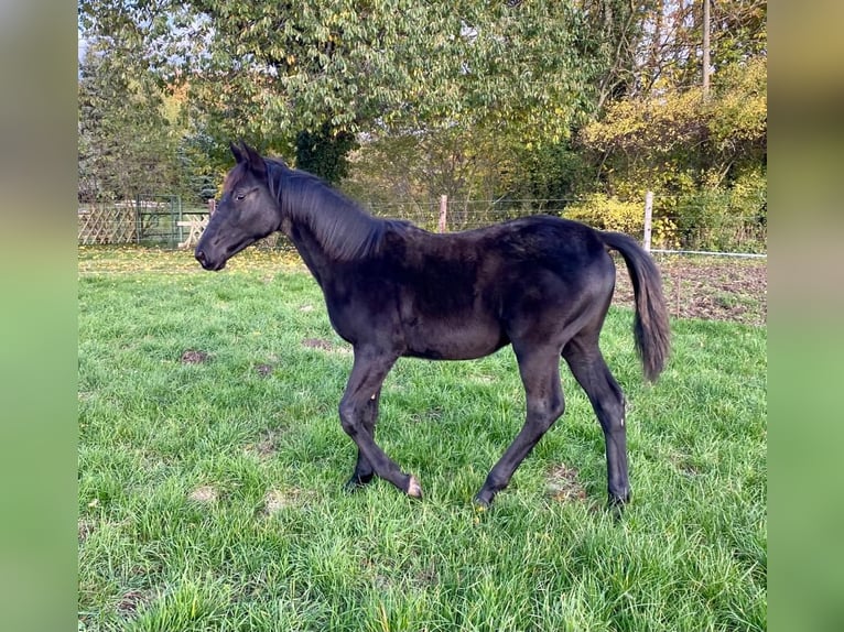 Trakehner Giumenta 2 Anni Morello in Marlow