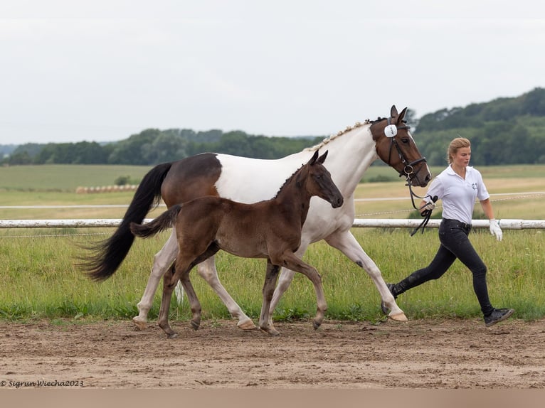 Trakehner Giumenta 2 Anni Morello in Marlow