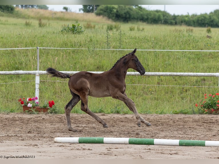 Trakehner Giumenta 2 Anni Morello in Marlow