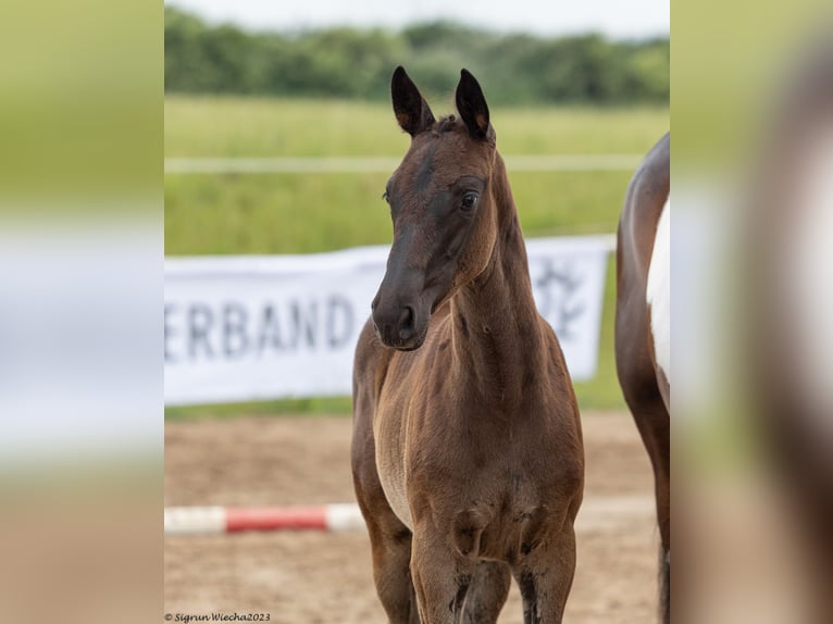 Trakehner Giumenta 2 Anni Morello in Marlow