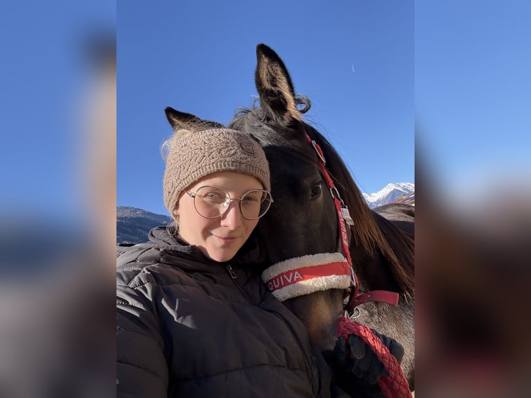 Trakehner Giumenta 2 Anni Morello in Penk