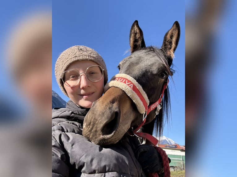 Trakehner Giumenta 2 Anni Morello in Penk